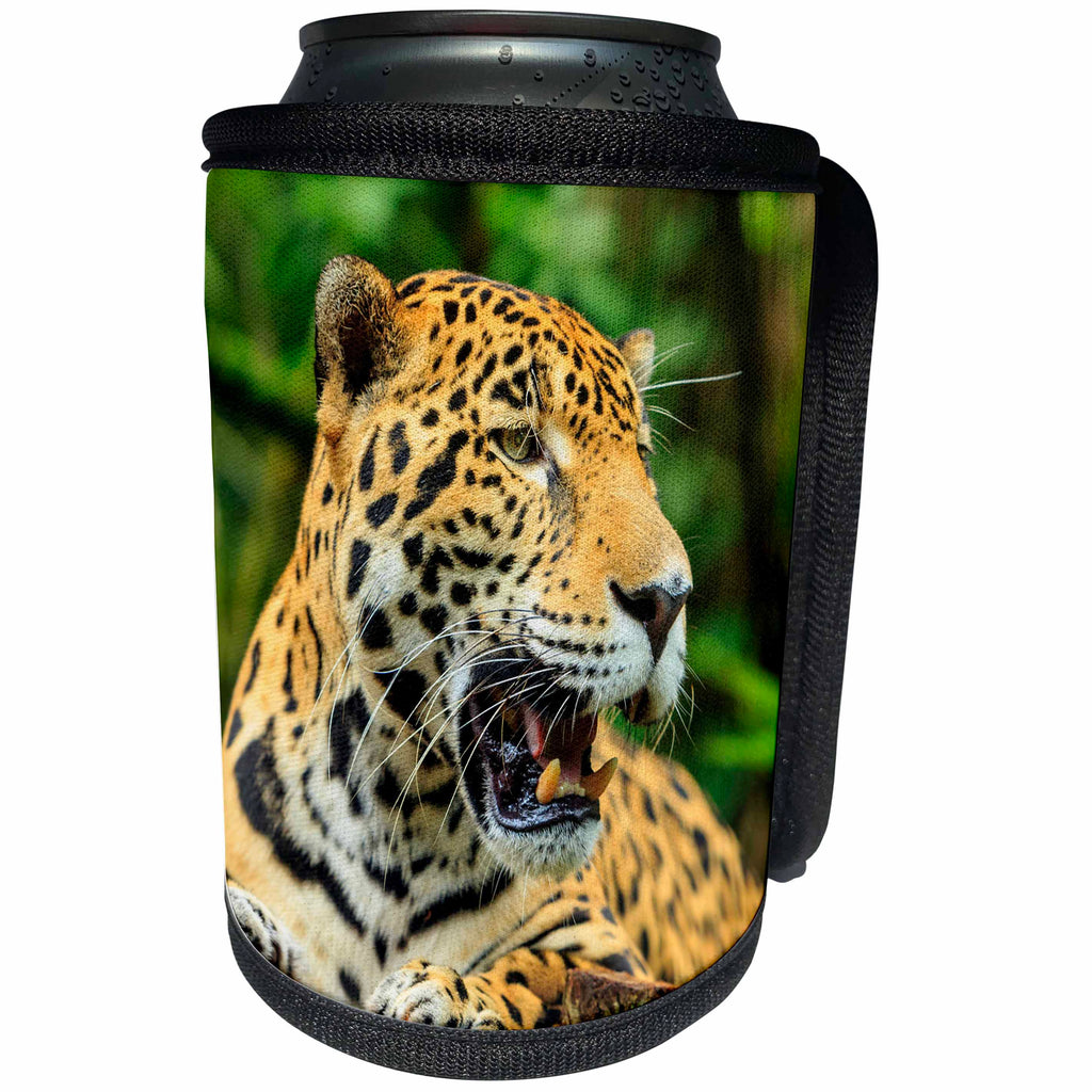 3dRose Danita Delimont - Belize - Jaguar, Belize Zoo near Belize City, Belize, Central America - Can Cooler Bottle Wrap (cc_250454)