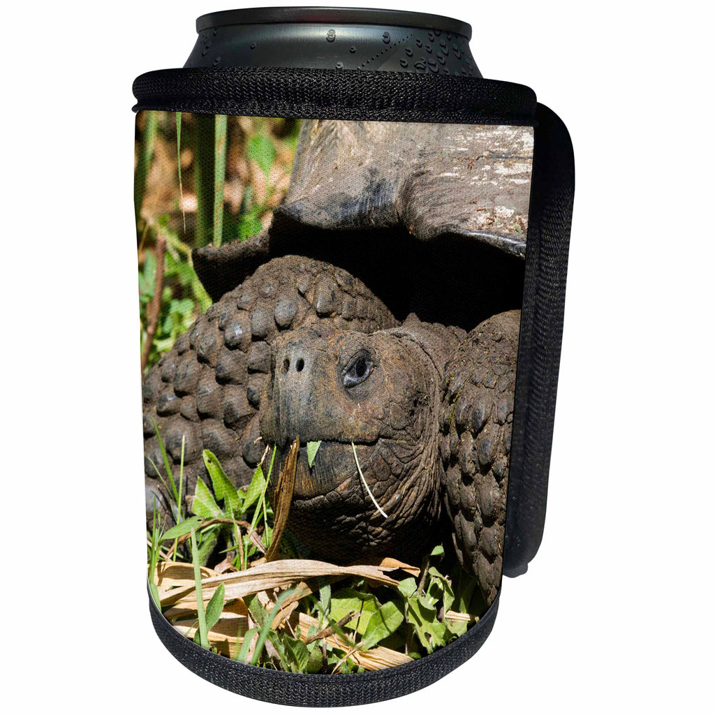 3dRose Danita Delimont - Galapagos Islands - Giant Tortoise at El Rancho Manzanillo Reserve, Galapagos Islands - Can Cooler Bottle Wrap (cc_250455)