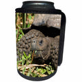 3dRose Danita Delimont - Galapagos Islands - Giant Tortoise at El Rancho Manzanillo Reserve, Galapagos Islands - Can Cooler Bottle Wrap (cc_250455)