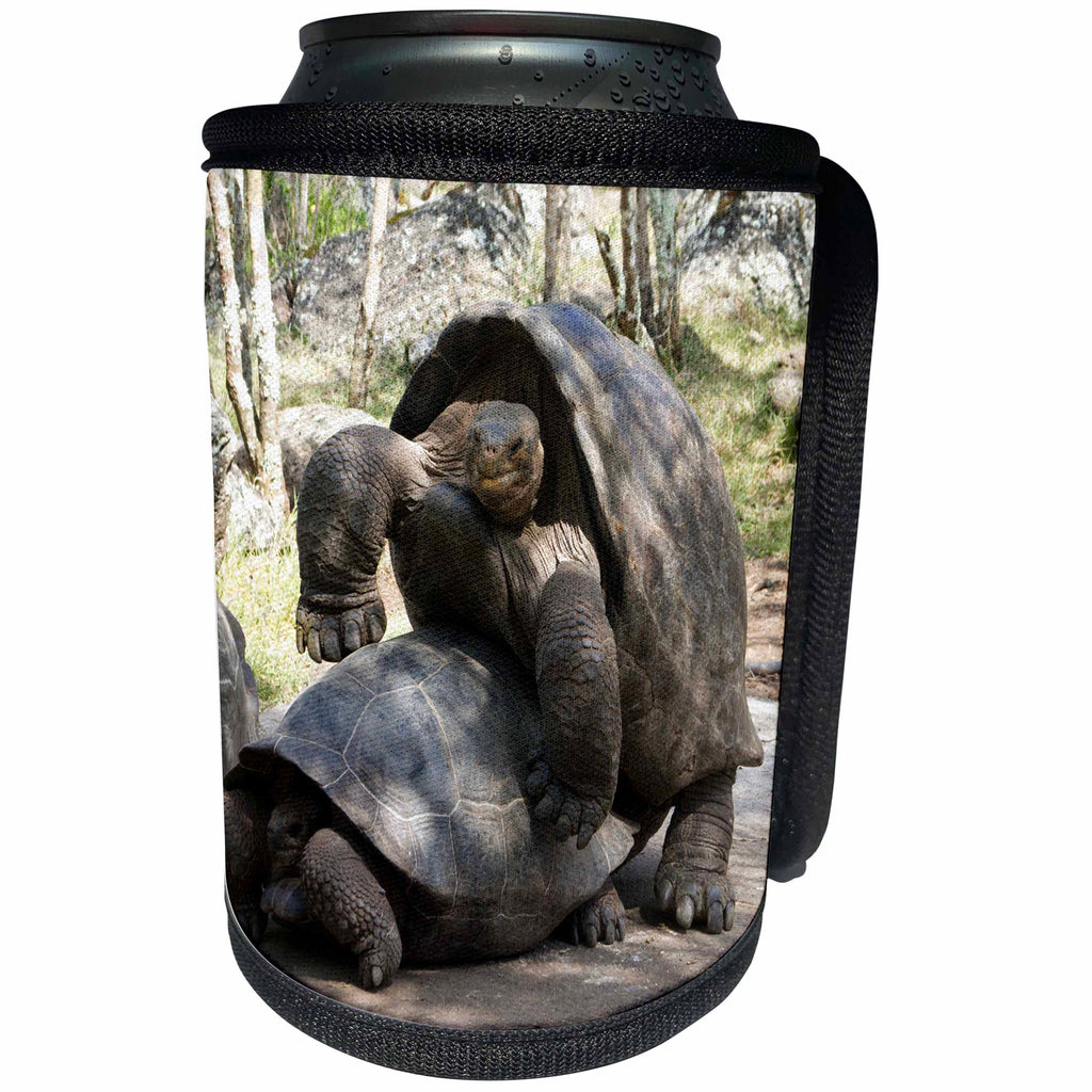 3dRose Danita Delimont - Galapagos Islands - Giant Tortoises mating behavior, Floreana Island, Galapagos Islands - Can Cooler Bottle Wrap (cc_250457)