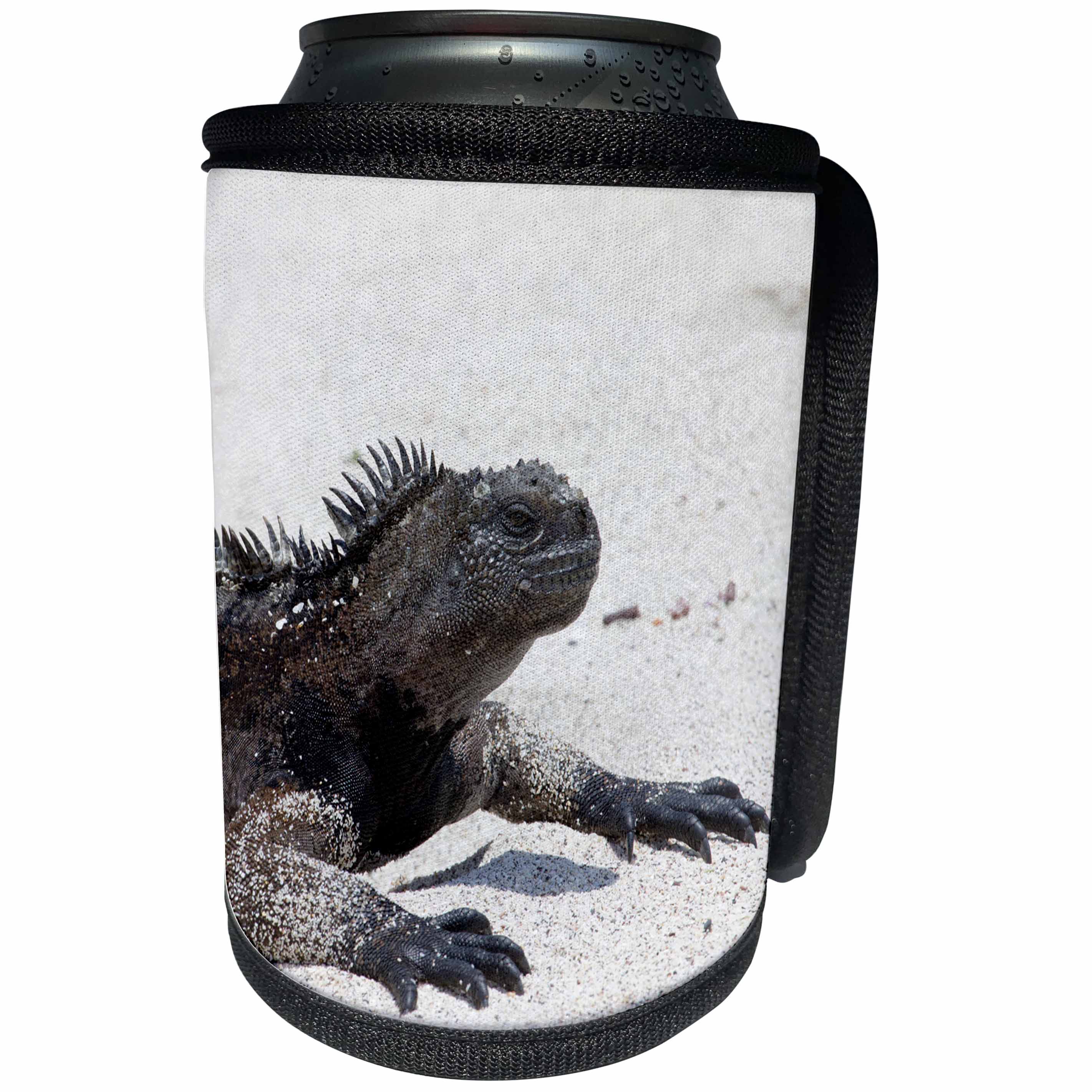 3dRose Danita Delimont - Galapagos Islands - Galapagos Marine iguana, San Cristobal Island, Galapagos Islands - Can Cooler Bottle Wrap (cc_250459)
