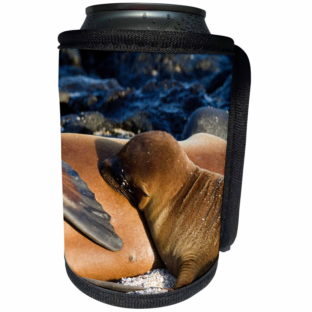 3dRose Danita Delimont - Galapagos Islands - Sea Lion pup, La Loberia, San Cristobal Island, Galapagos Islands - Can Cooler Bottle Wrap (cc_250460)