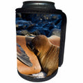 3dRose Danita Delimont - Galapagos Islands - Sea Lion pup, La Loberia, San Cristobal Island, Galapagos Islands - Can Cooler Bottle Wrap (cc_250460)