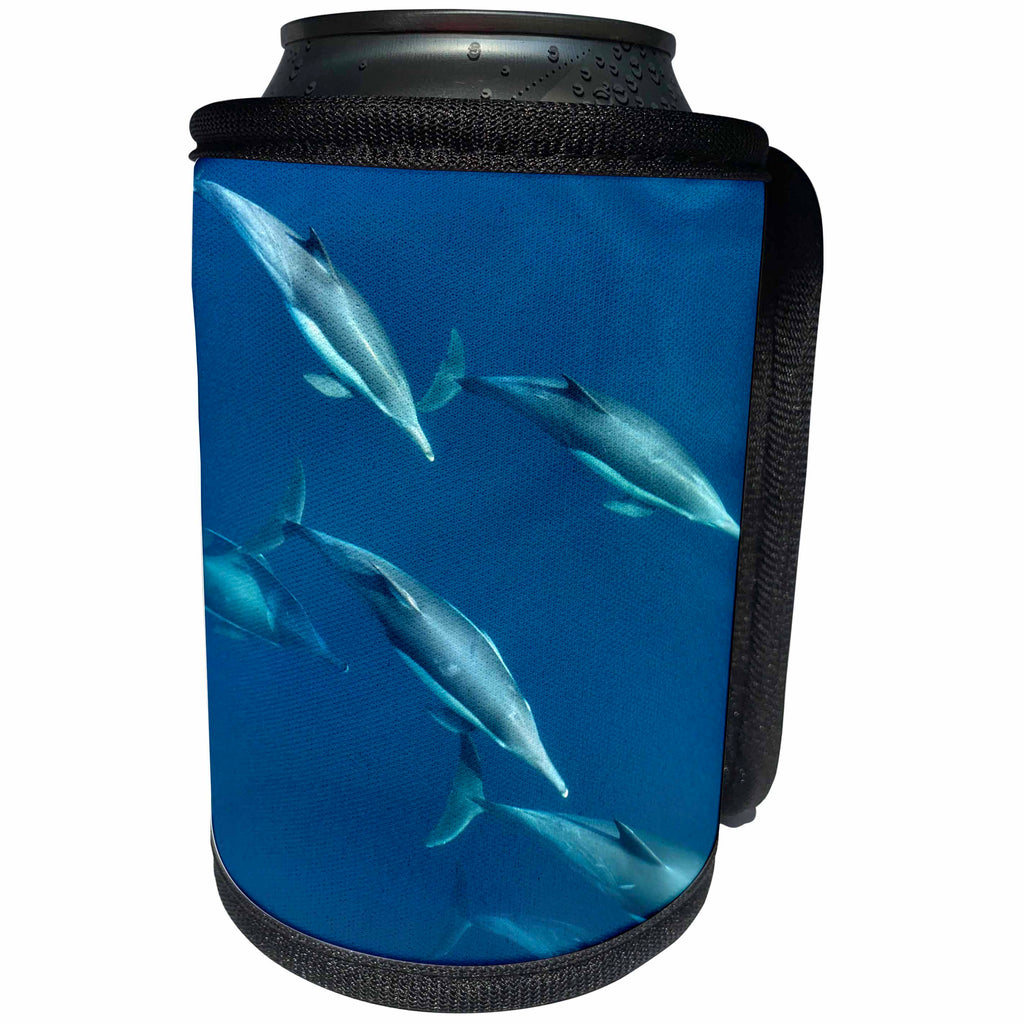 3dRose Danita Delimont - Dolphins - Mexico, Sea of Cortez, Bottlenose dolphins swimming underwater - Can Cooler Bottle Wrap (cc_250463)