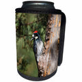 3dRose Danita Delimont - Bird - Acorn Woodpecker on alligator juniper, Arizona - Can Cooler Bottle Wrap (cc_250530)