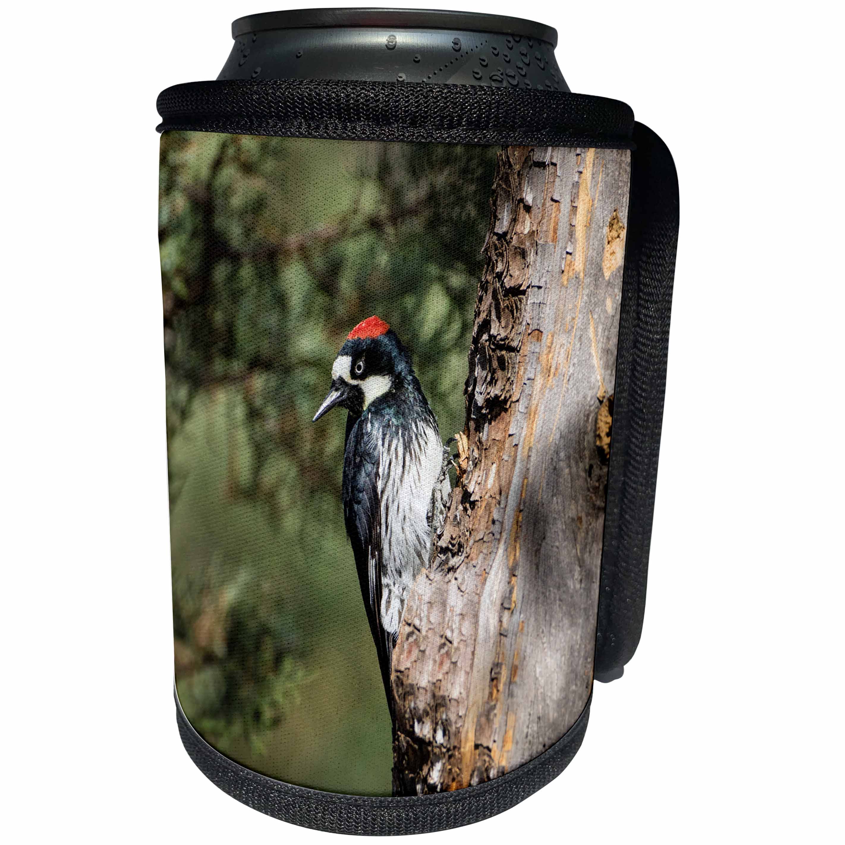 3dRose Danita Delimont - Bird - Acorn Woodpecker on alligator juniper, Arizona - Can Cooler Bottle Wrap (cc_250530)