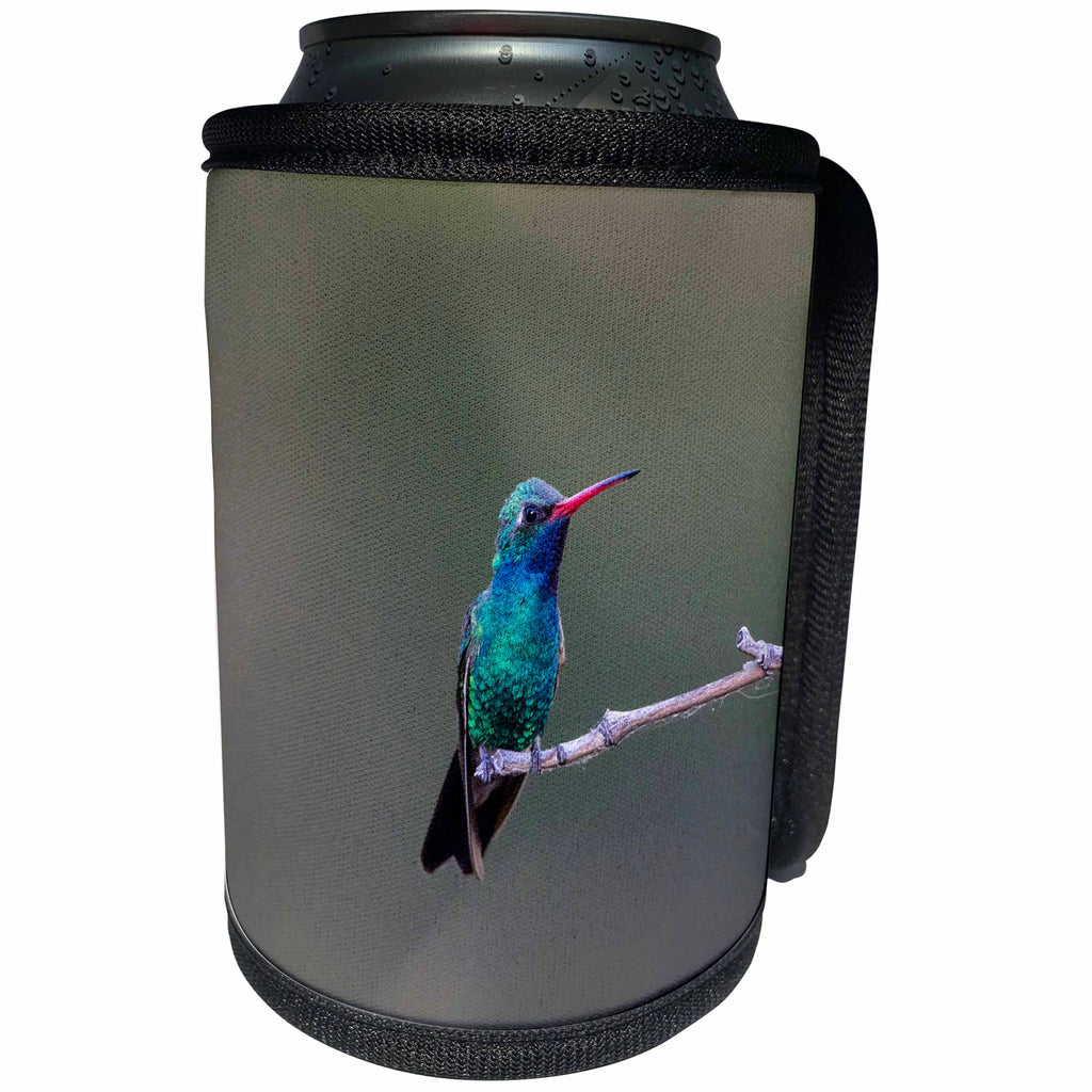 3dRose Danita Delimont - Bird - Broad-billed Hummingbird, male perched - Can Cooler Bottle Wrap (cc_250534)