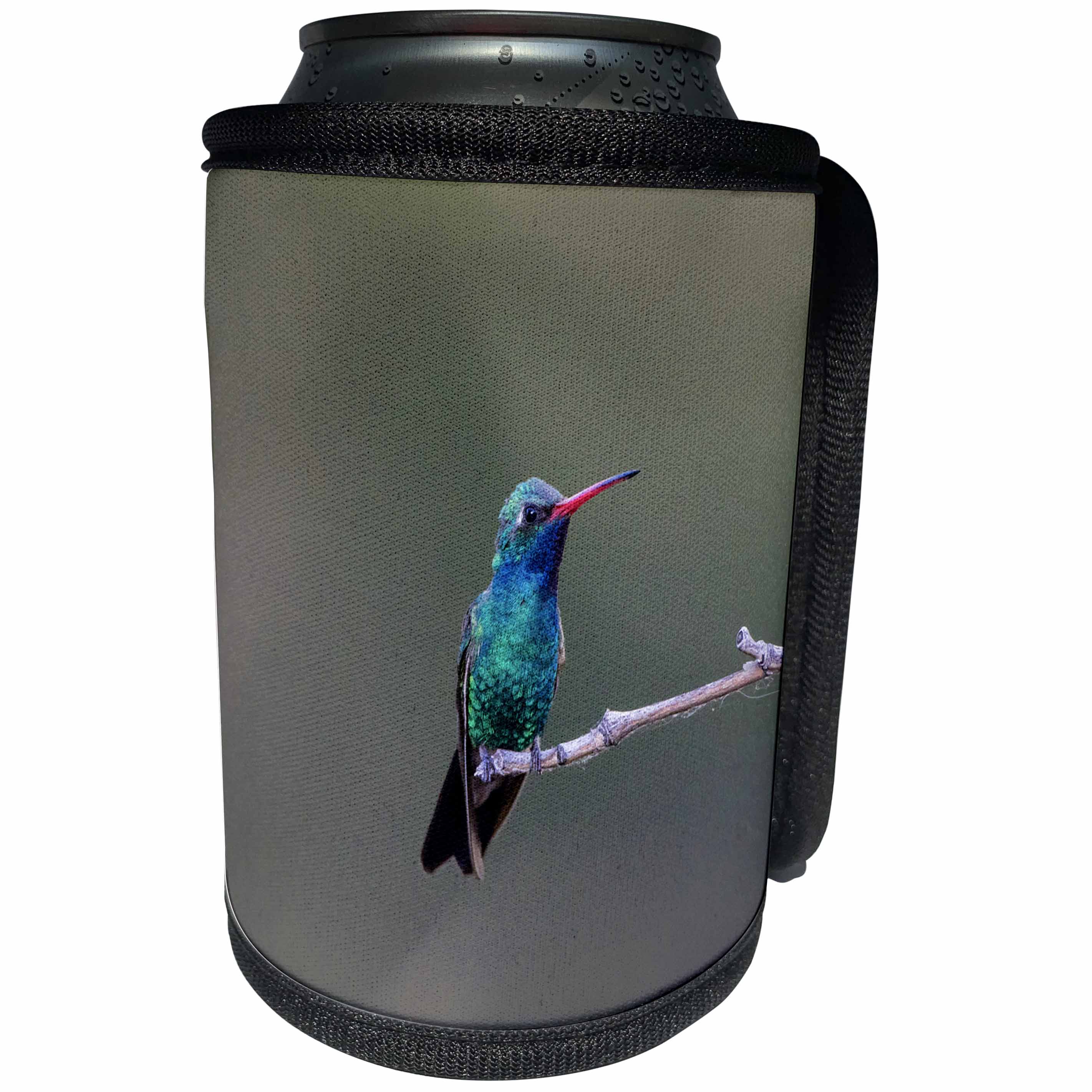3dRose Danita Delimont - Bird - Broad-billed Hummingbird, male perched - Can Cooler Bottle Wrap (cc_250534)