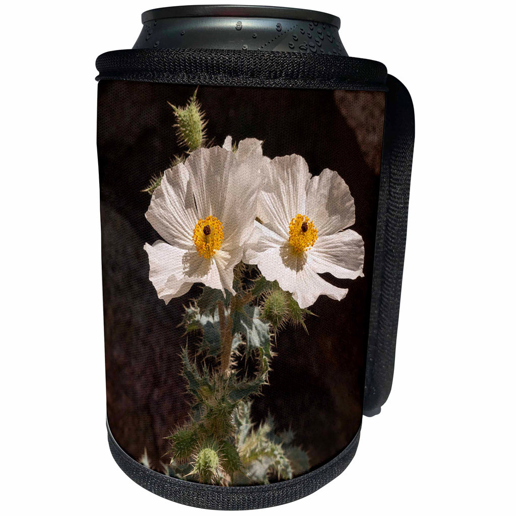 3dRose Danita Delimont - Anza-Borrego - California, Anza-Borrego Desert State Park. Prickly poppy - Can Cooler Bottle Wrap (cc_250542)