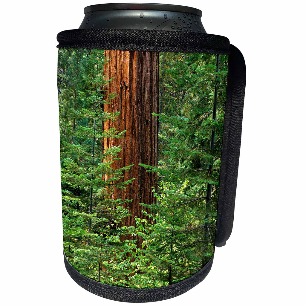 3dRose Danita Delimont - Yosemite - California, Yosemite National Park. Giant sequoia in Tuolumne Grove - Can Cooler Bottle Wrap (cc_250580)