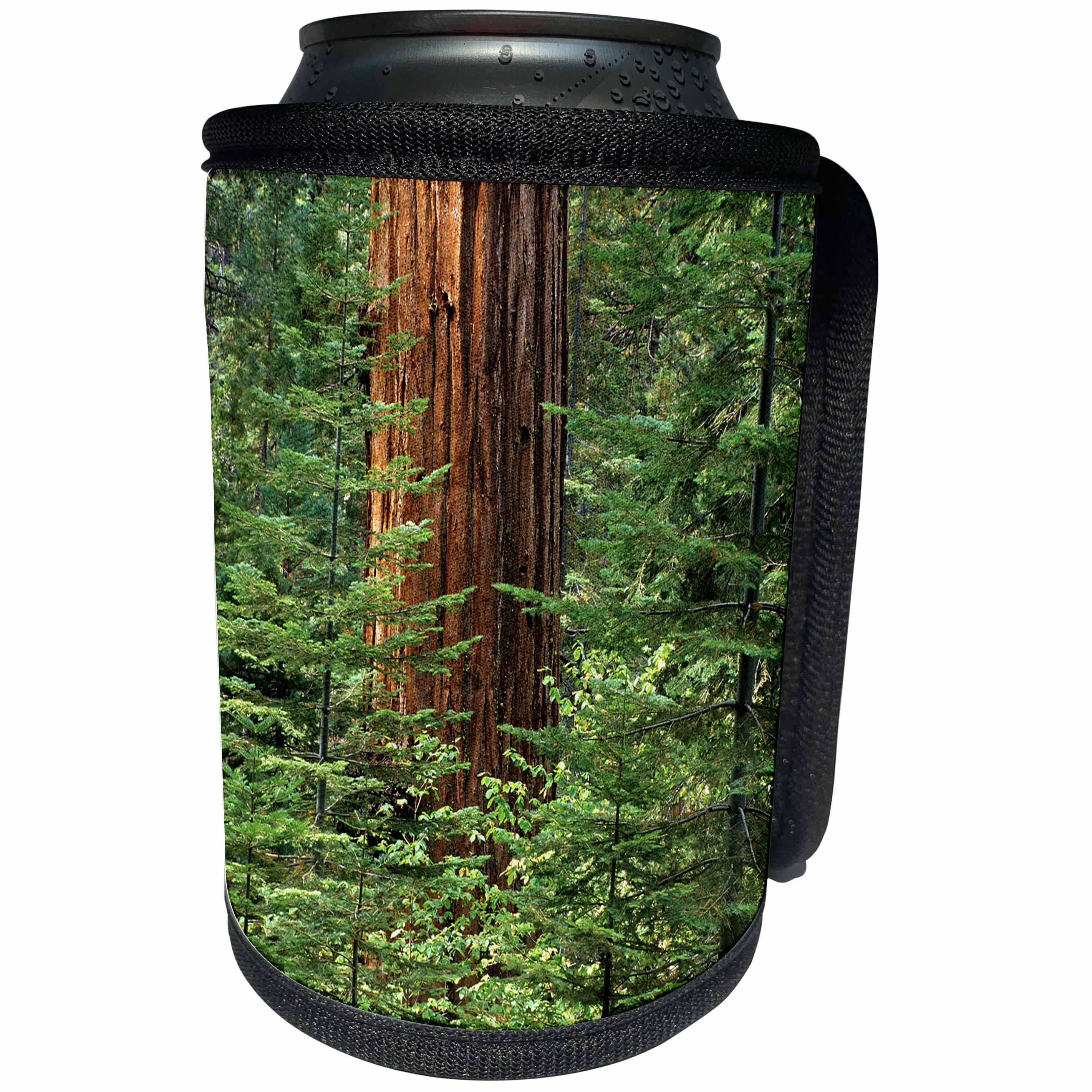 3dRose Danita Delimont - Yosemite - California, Yosemite National Park. Giant sequoia in Tuolumne Grove - Can Cooler Bottle Wrap (cc_250580)