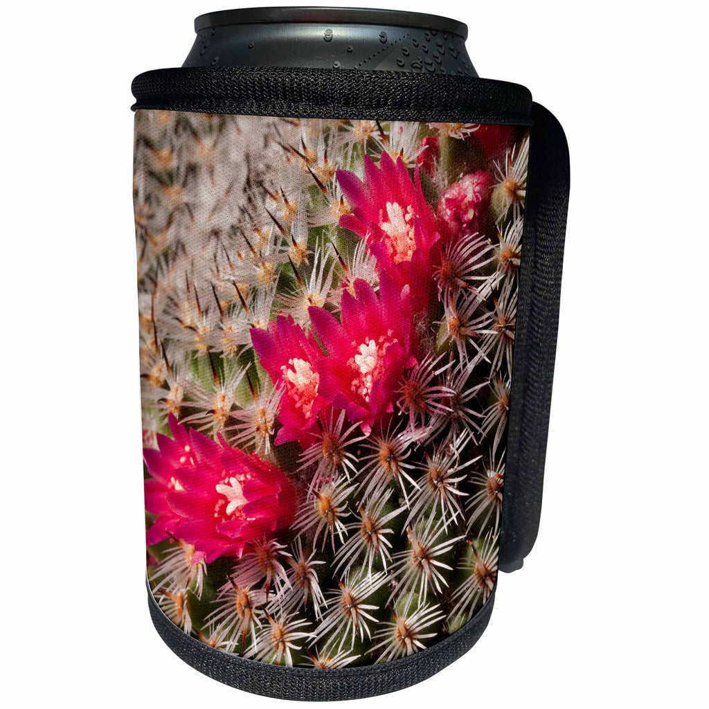 3dRose Danita Delimont - San Diego - California, San Diego, Tiny blooms on cactus - Can Cooler Bottle Wrap (cc_250645)