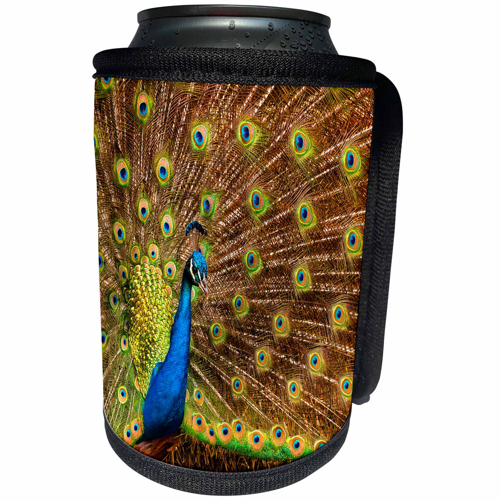 3dRose Danita Delimont - California - California, Carlsbad, Leo Carrillo Ranch, Peacock in spring - Can Cooler Bottle Wrap (cc_250647)
