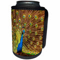 3dRose Danita Delimont - California - California, Carlsbad, Leo Carrillo Ranch, Peacock in spring - Can Cooler Bottle Wrap (cc_250647)