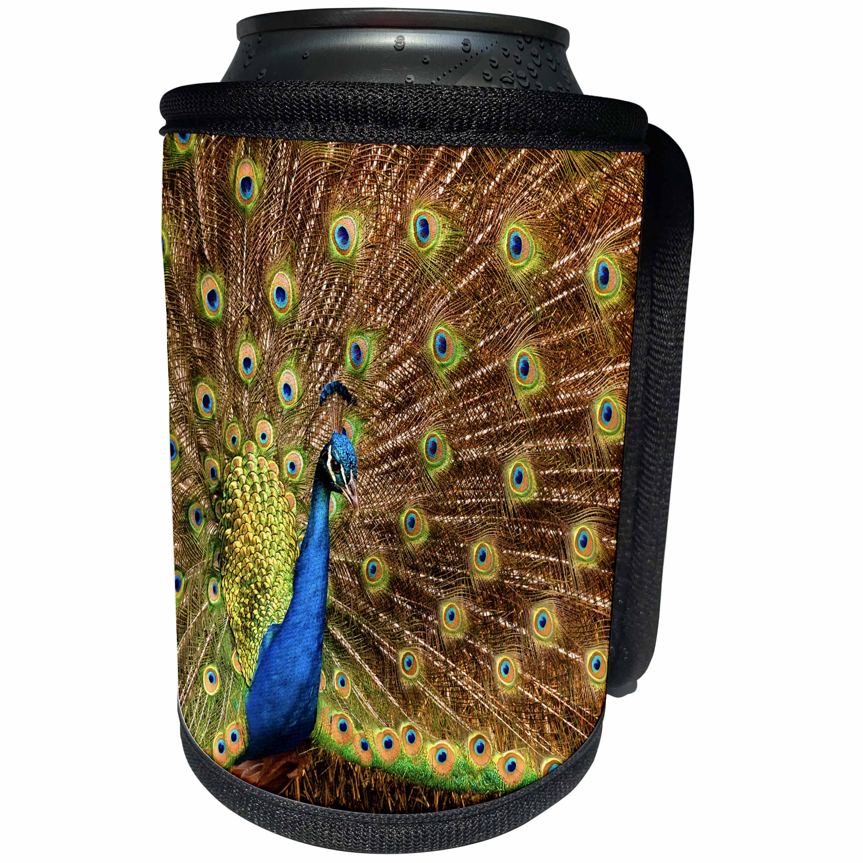 3dRose Danita Delimont - California - California, Carlsbad, Leo Carrillo Ranch, Peacock in spring - Can Cooler Bottle Wrap (cc_250647)