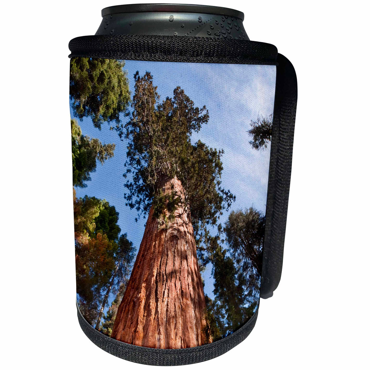 3dRose Danita Delimont - California - California, Sequoia National Park, Giant sequoia ascends to the sky - Can Cooler Bottle Wrap (cc_250654)