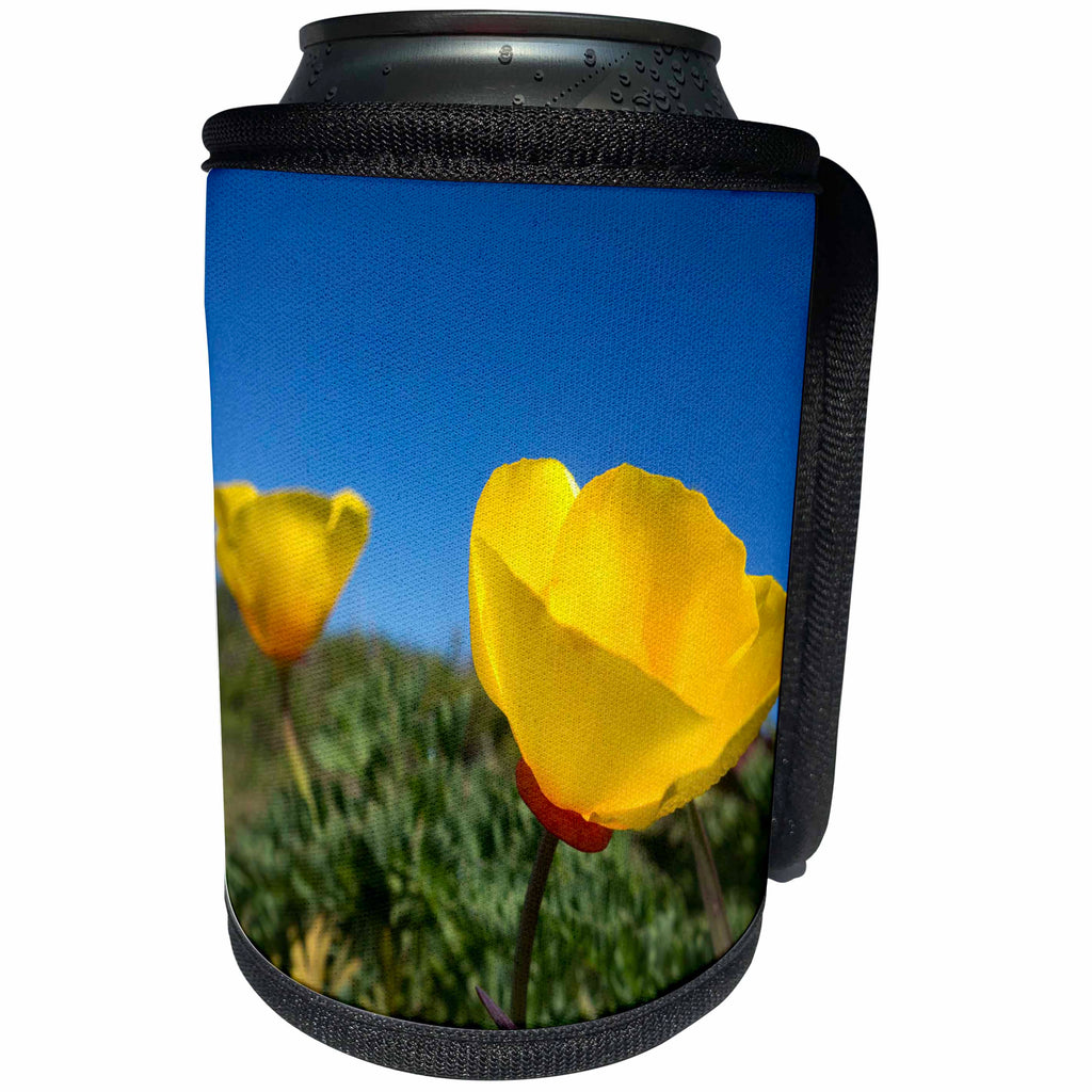 3dRose Danita Delimont - California - Bright yellow California Poppy against very blue sky - Can Cooler Bottle Wrap (cc_250662)