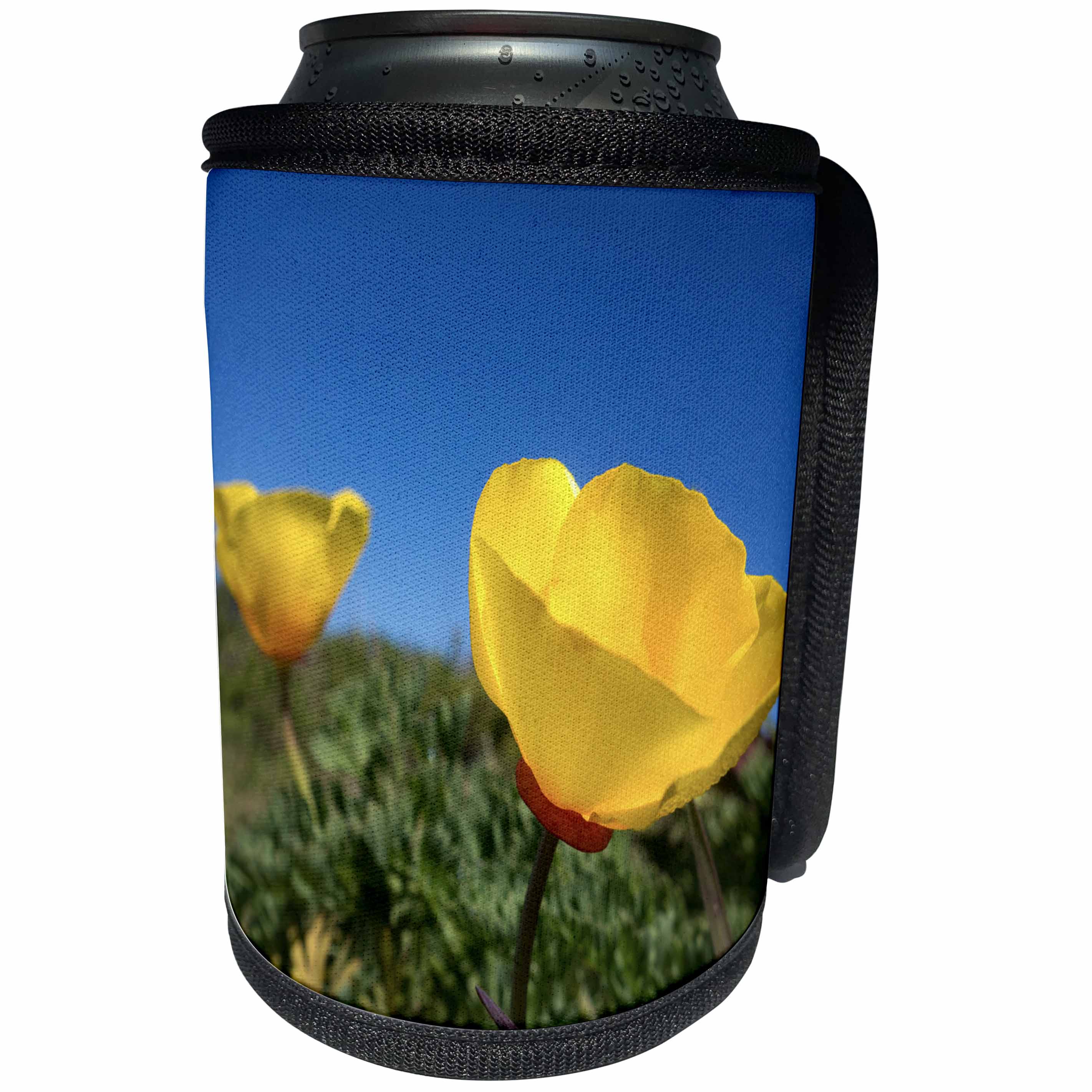 3dRose Danita Delimont - California - Bright yellow California Poppy against very blue sky - Can Cooler Bottle Wrap (cc_250662)