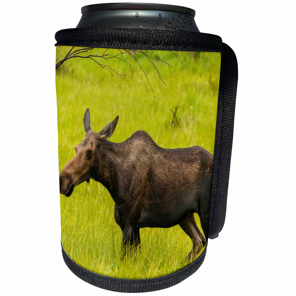 3dRose Danita Delimont - Rocky Mountain NP - Colorado, Rocky Mountain National Park, moose cow standing in grass. - Can Cooler Bottle Wrap (cc_250681)