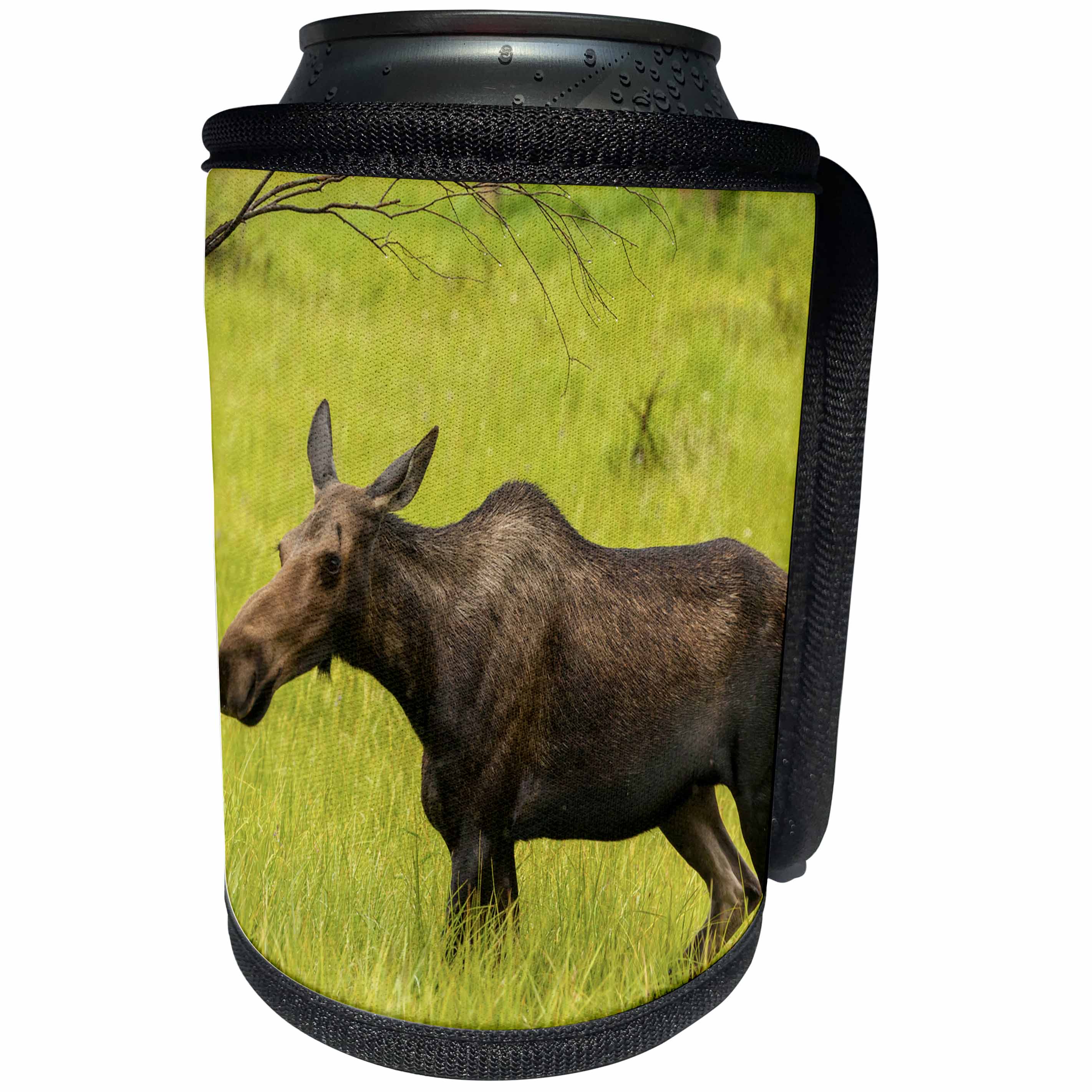 3dRose Danita Delimont - Rocky Mountain NP - Colorado, Rocky Mountain National Park, moose cow standing in grass. - Can Cooler Bottle Wrap (cc_250681)