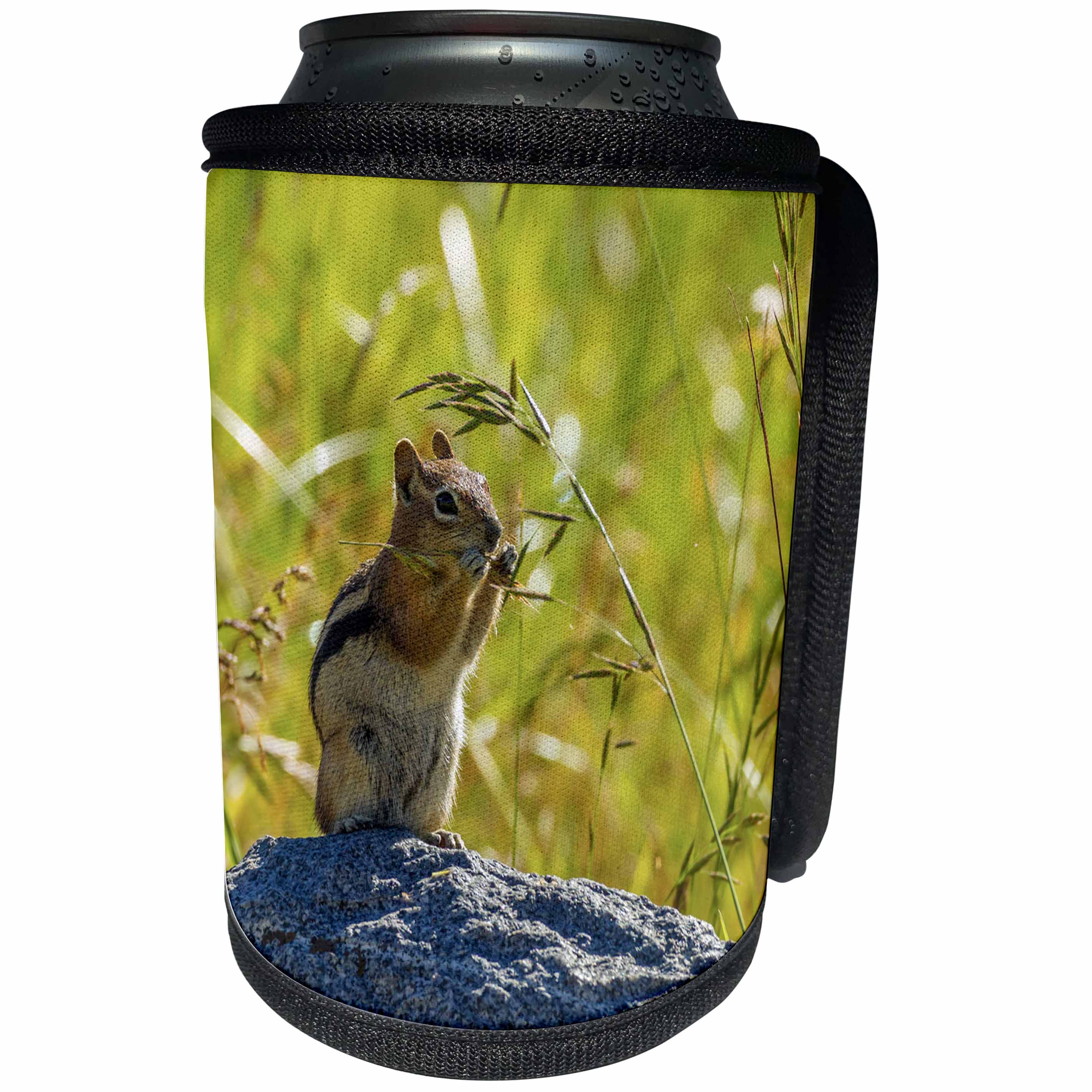 3dRose Danita Delimont - Gunnison National Forest - Colorado, Gunnison National Forest. Golden-mantled ground squirrel. - Can Cooler Bottle Wrap (cc_250685)