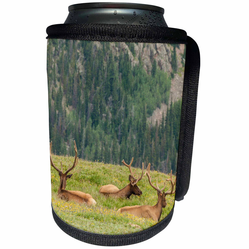 3dRose Danita Delimont - Elk - Colorado, Rocky Mountain National Park. Bull elk in velvet resting. - Can Cooler Bottle Wrap (cc_250700)