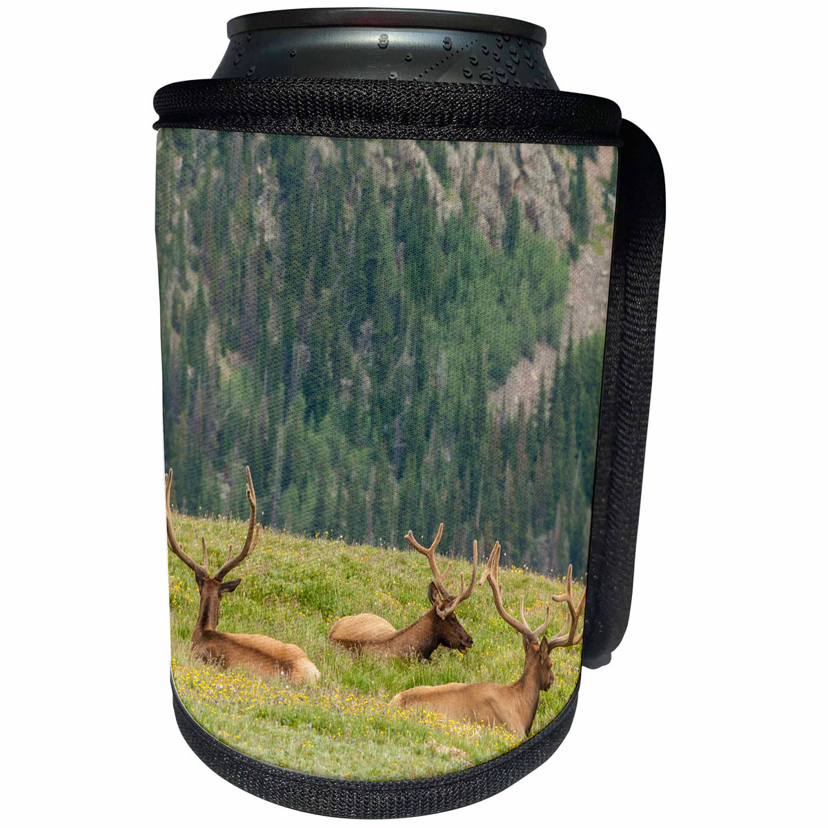 3dRose Danita Delimont - Elk - Colorado, Rocky Mountain National Park. Bull elk in velvet resting. - Can Cooler Bottle Wrap (cc_250700)