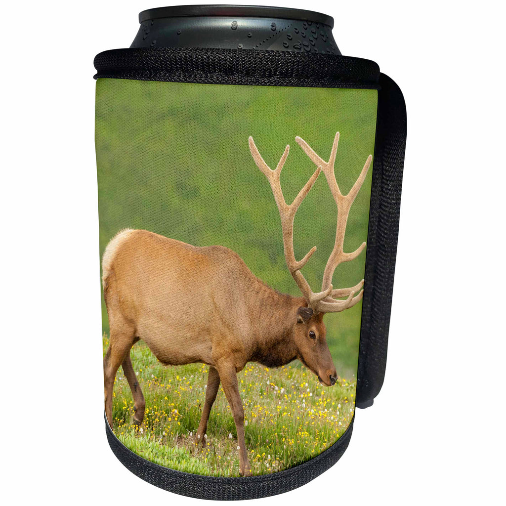 3dRose Danita Delimont - Elk - Colorado, Rocky Mountain National Park. Bull elk in velvet walking - Can Cooler Bottle Wrap (cc_250701)