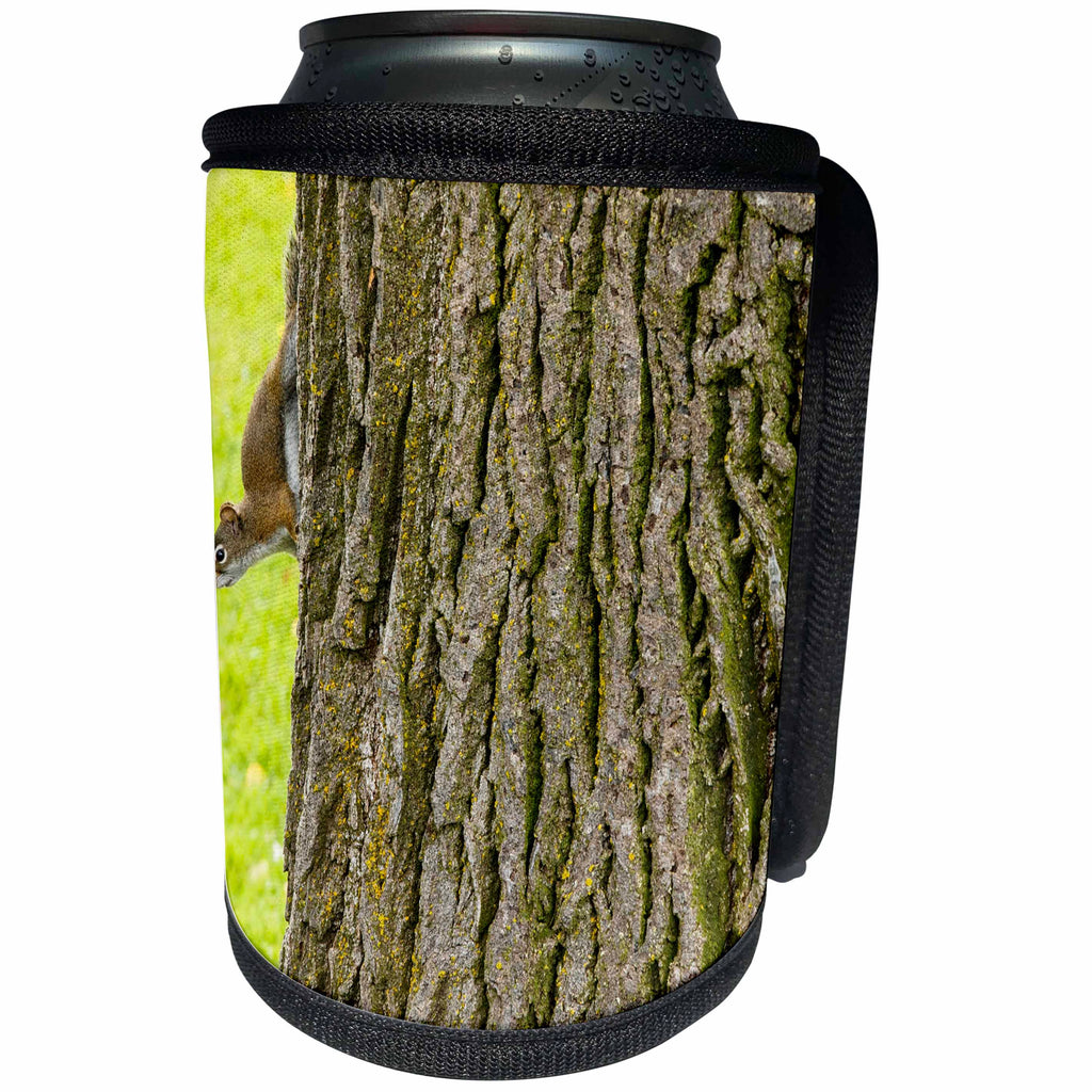 3dRose Danita Delimont - Colorado - American red squirrel or pine squirrel on tree, Edwards, Colorado - Can Cooler Bottle Wrap (cc_250707)