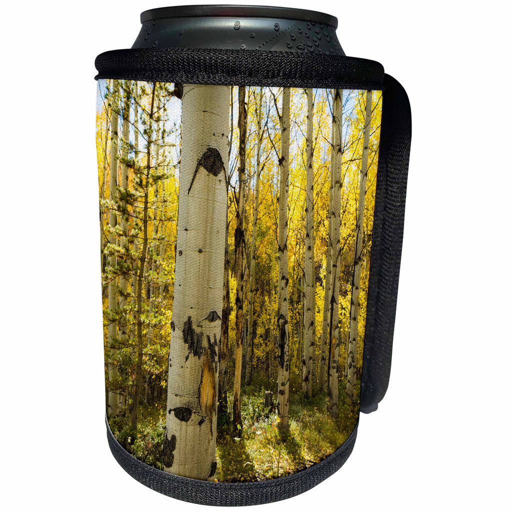 3dRose Danita Delimont - Colorado - Golden quaking aspen in full fall color, Kinney Creek, Colorado - Can Cooler Bottle Wrap (cc_250711)