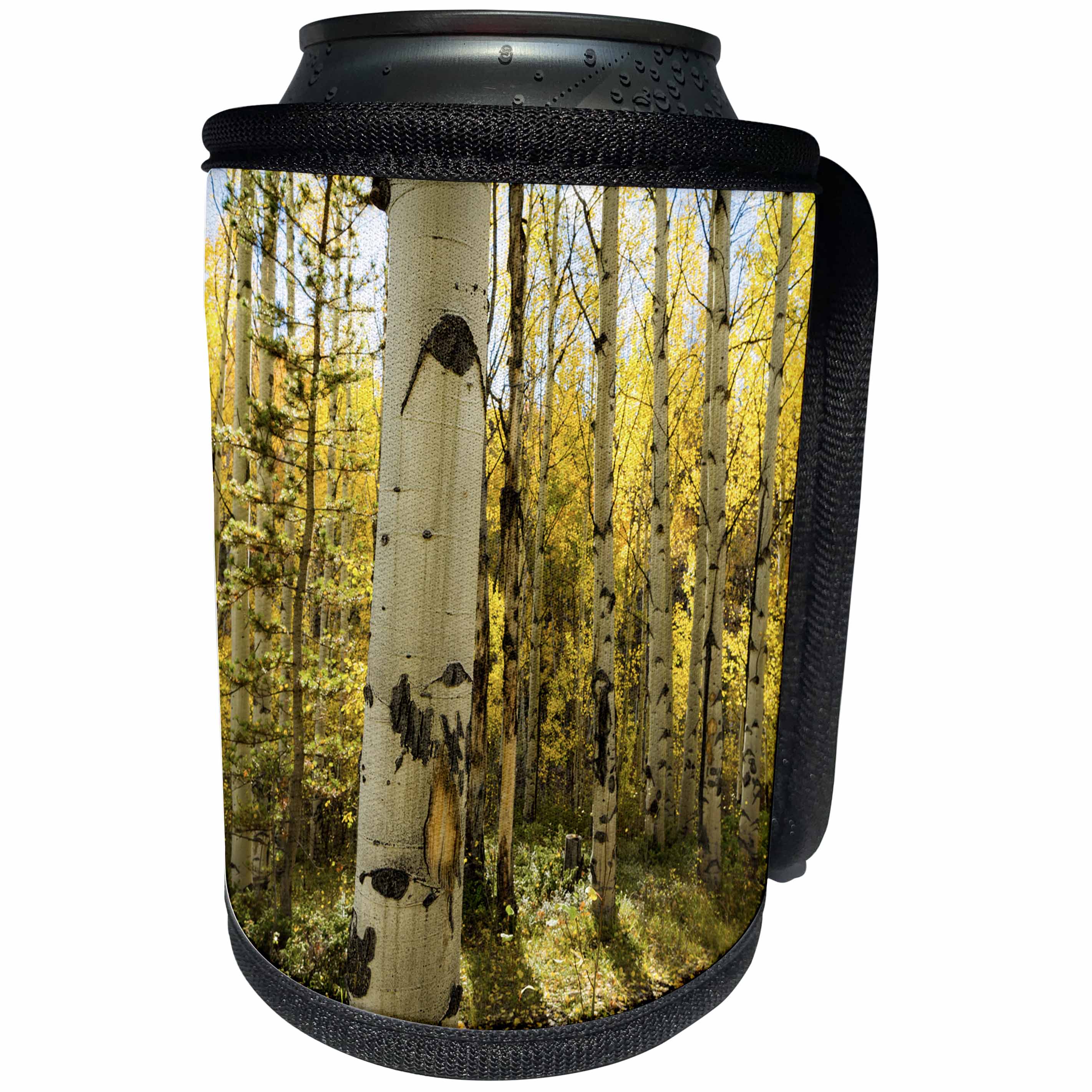 3dRose Danita Delimont - Colorado - Golden quaking aspen in full fall color, Kinney Creek, Colorado - Can Cooler Bottle Wrap (cc_250711)