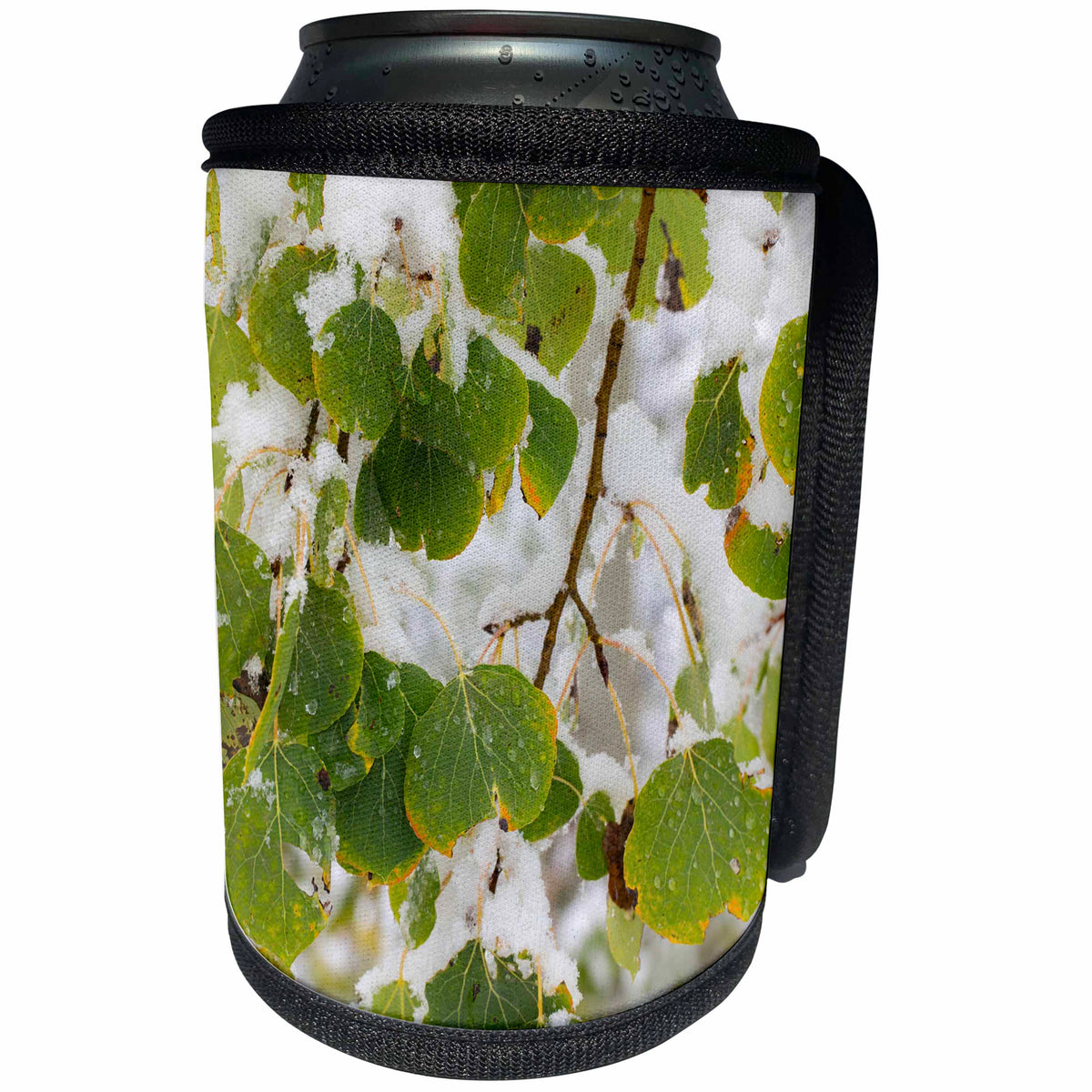 3dRose Danita Delimont - Continental Divide - Quaking aspen leaves, First snow of fall, Continental Divide, Colorado - Can Cooler Bottle Wrap (cc_250713)