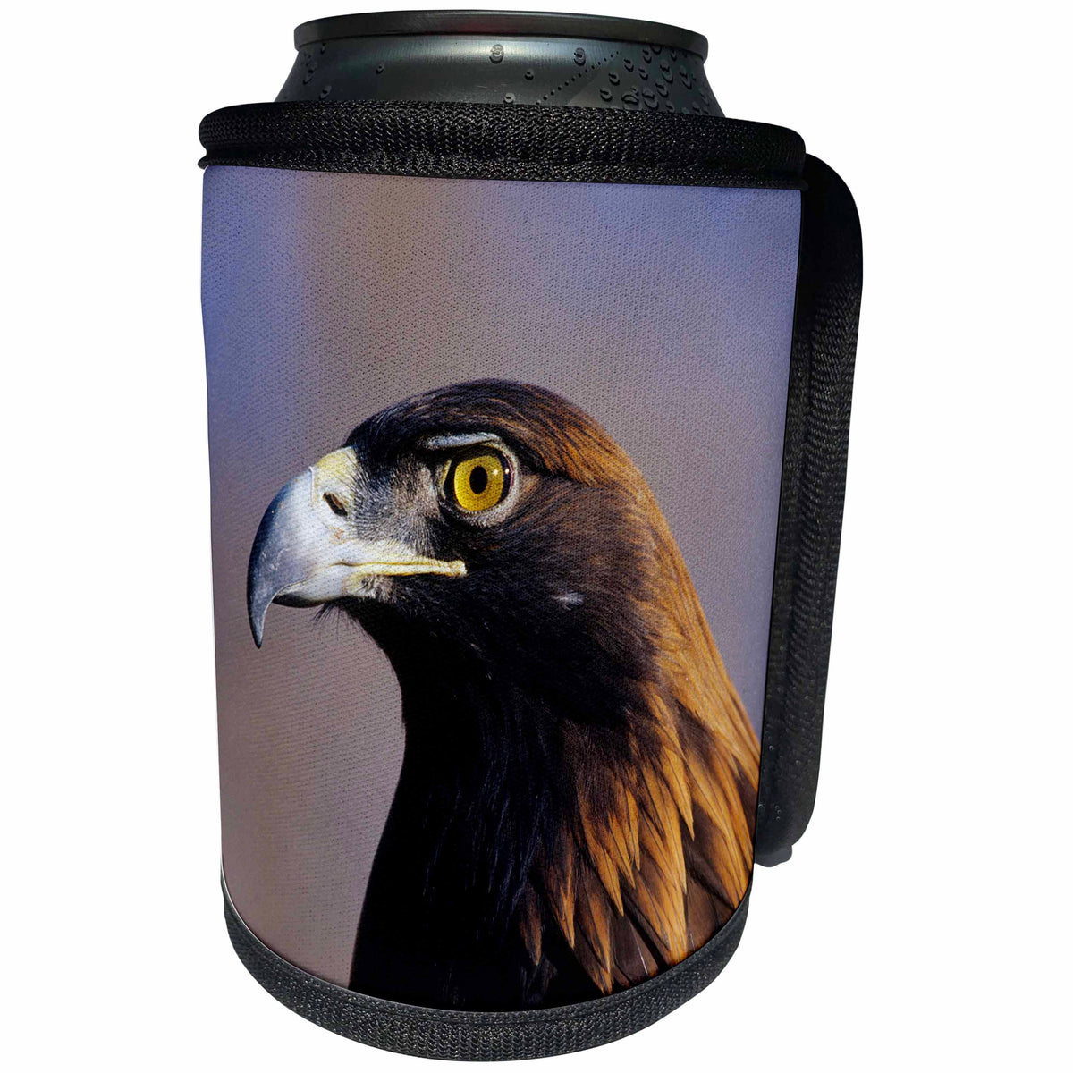 3dRose Danita Delimont - Bird - Golden Eagle,captive bird, Colorado - Can Cooler Bottle Wrap (cc_250715)