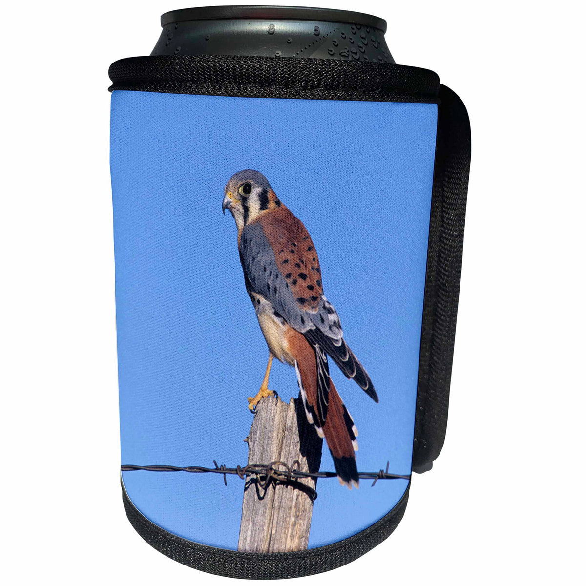 3dRose Danita Delimont - Bird - American kestrel male on fence post, Colorado - Can Cooler Bottle Wrap (cc_250719)
