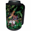3dRose Danita Delimont - Cedar Waxwing - Cedar Waxwing feeding nestlings about 12 days old, in apple tree - Can Cooler Bottle Wrap (cc_250850)