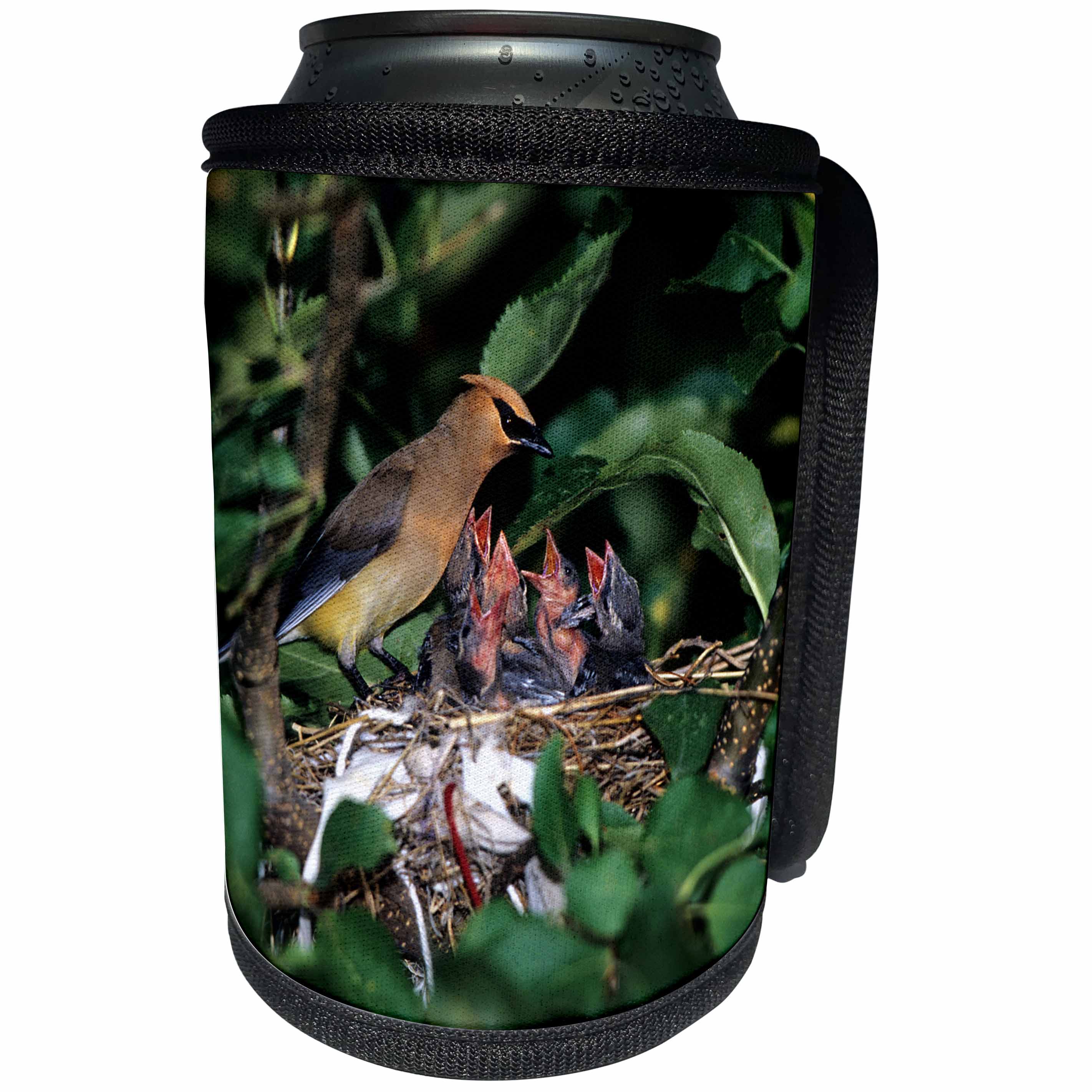 3dRose Danita Delimont - Cedar Waxwing - Cedar Waxwing feeding nestlings about 12 days old, in apple tree - Can Cooler Bottle Wrap (cc_250850)