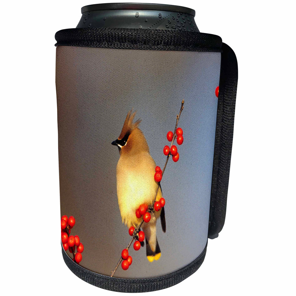 3dRose Danita Delimont - Cedar Waxwing - Cedar Waxwing in Common Winterberry, Marion, IL - Can Cooler Bottle Wrap (cc_250852)
