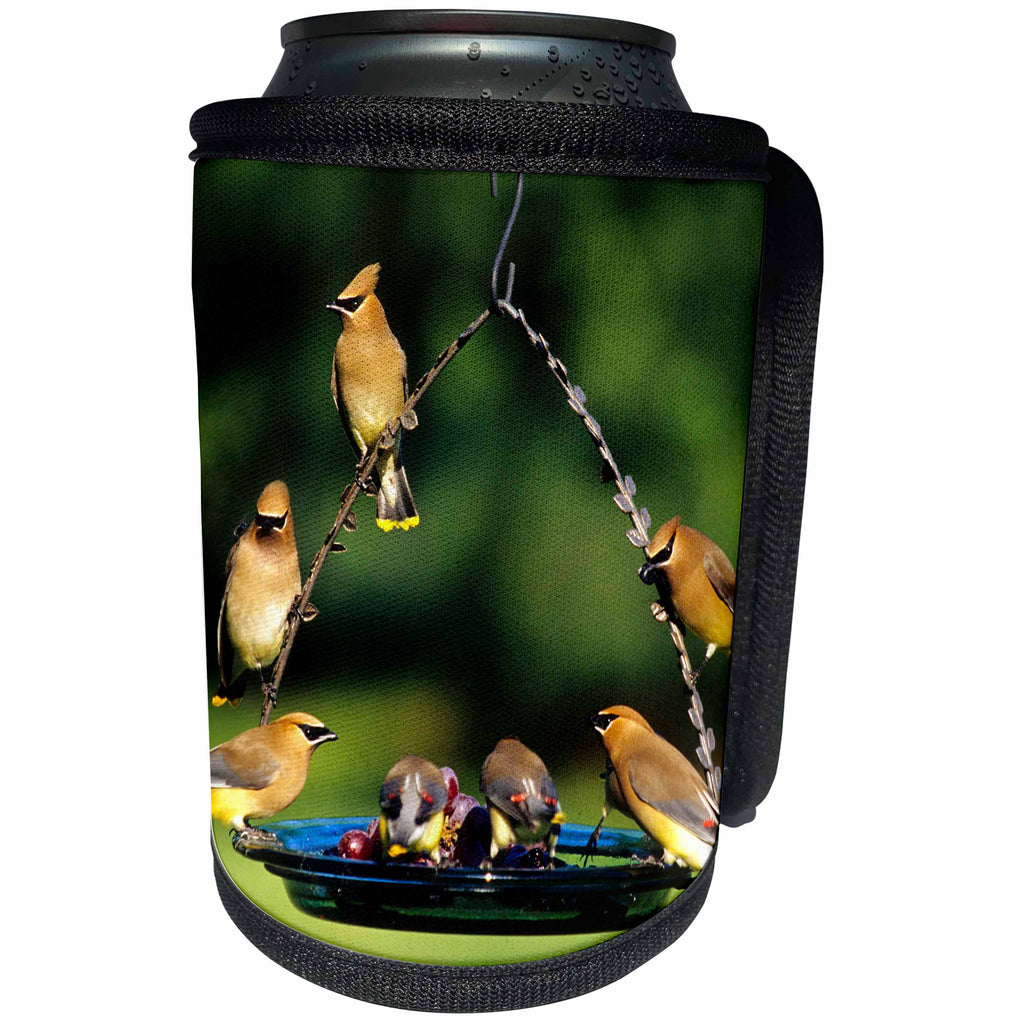 3dRose Danita Delimont - Cedar Waxwing - Cedar Waxwings on grape jelly birdfeeder, Marion, IL - Can Cooler Bottle Wrap (cc_250853)