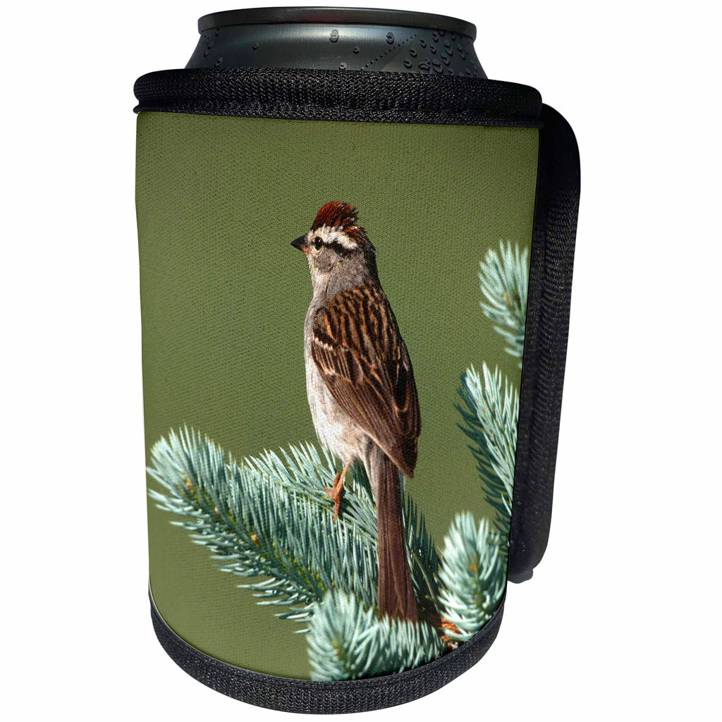 3dRose Danita Delimont - Sparrow - Chipping Sparrow perched in a tree, IL - Can Cooler Bottle Wrap (cc_250855)