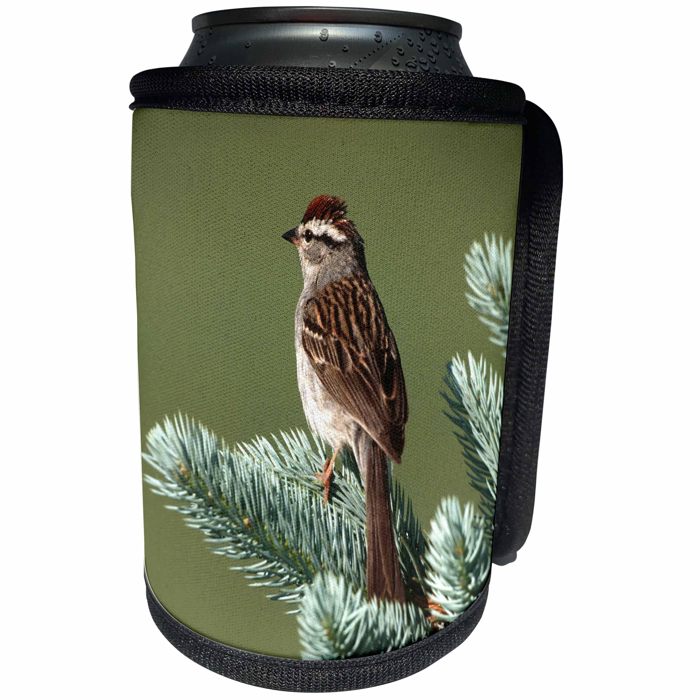 3dRose Danita Delimont - Sparrow - Chipping Sparrow perched in a tree, IL - Can Cooler Bottle Wrap (cc_250855)