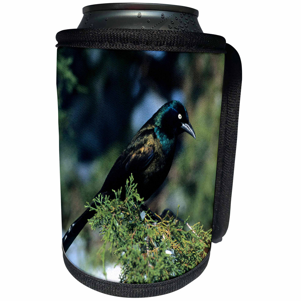 3dRose Danita Delimont - Bird - Common Grackle in Juniper Tree in winter, Marion, IL - Can Cooler Bottle Wrap (cc_250856)