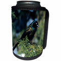 3dRose Danita Delimont - Bird - Common Grackle in Juniper Tree in winter, Marion, IL - Can Cooler Bottle Wrap (cc_250856)