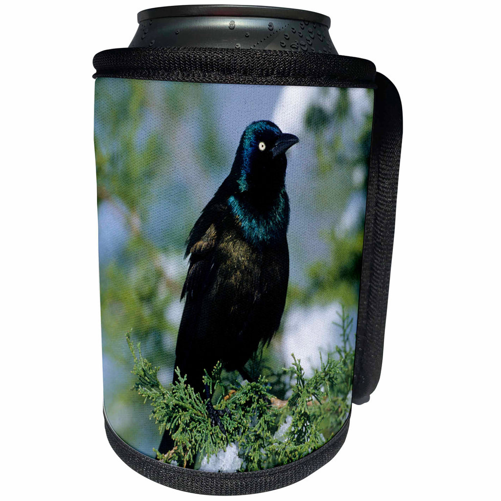 3dRose Danita Delimont - Bird - Common Grackle in Juniper Tree in winter, Marion, Illinois - Can Cooler Bottle Wrap (cc_250857)