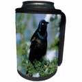 3dRose Danita Delimont - Bird - Common Grackle in Juniper Tree in winter, Marion, Illinois - Can Cooler Bottle Wrap (cc_250857)