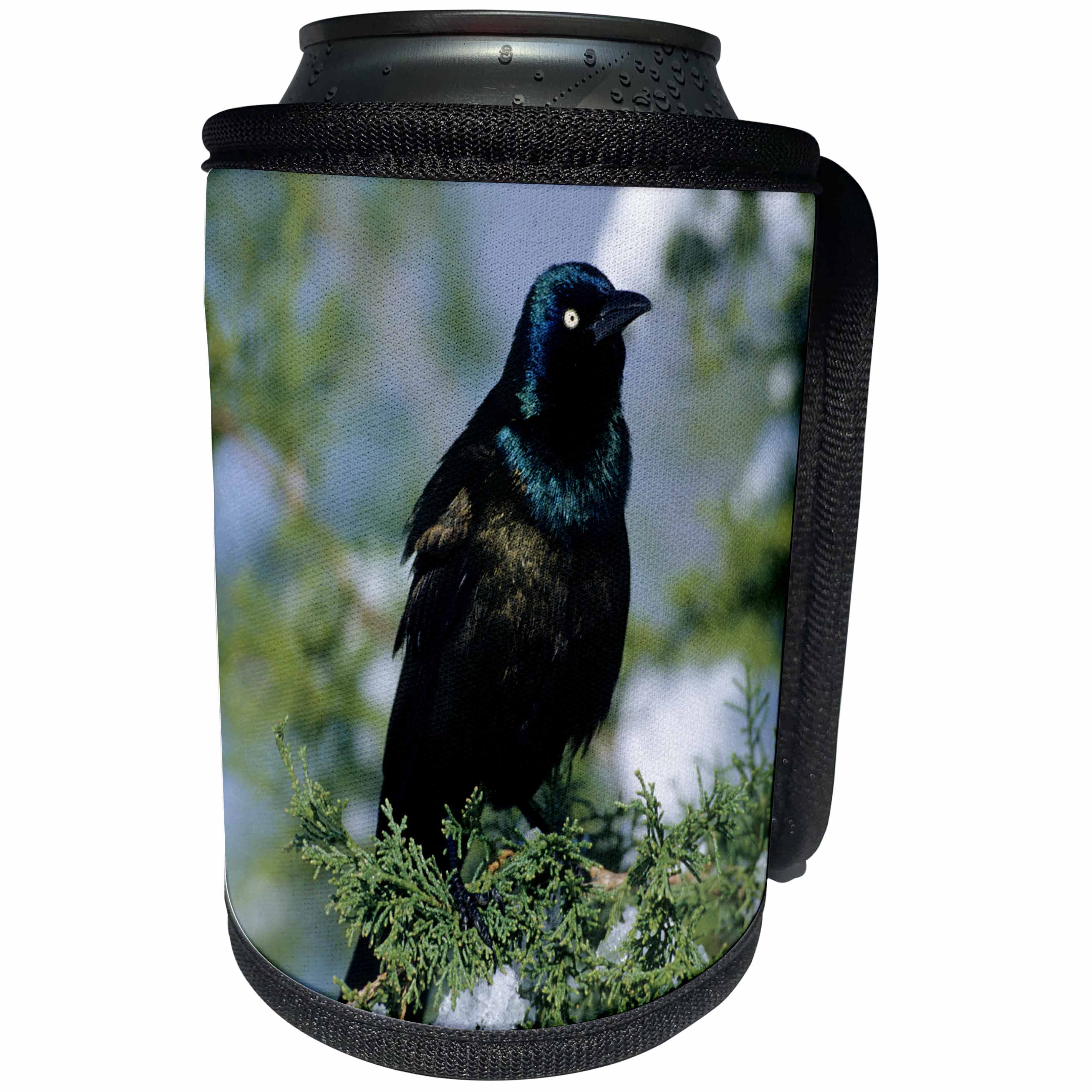3dRose Danita Delimont - Bird - Common Grackle in Juniper Tree in winter, Marion, Illinois - Can Cooler Bottle Wrap (cc_250857)