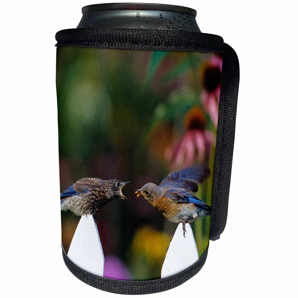 3dRose Danita Delimont - Bluebird - Eastern Bluebird female feeding fledgling on picket fence near flowers - Can Cooler Bottle Wrap (cc_250859)