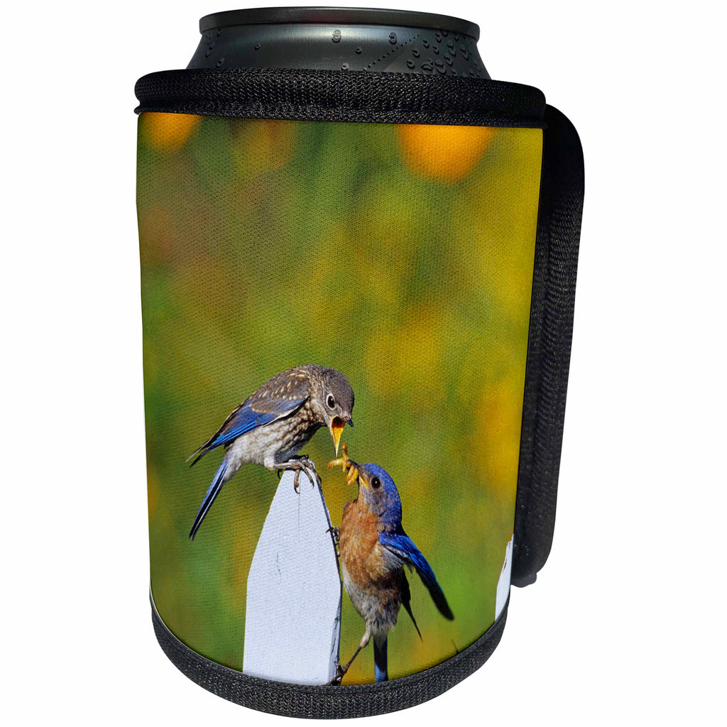 3dRose Danita Delimont - Bluebird - Eastern Bluebird male feeding fledgling on picket fence near flowers - Can Cooler Bottle Wrap (cc_250868)