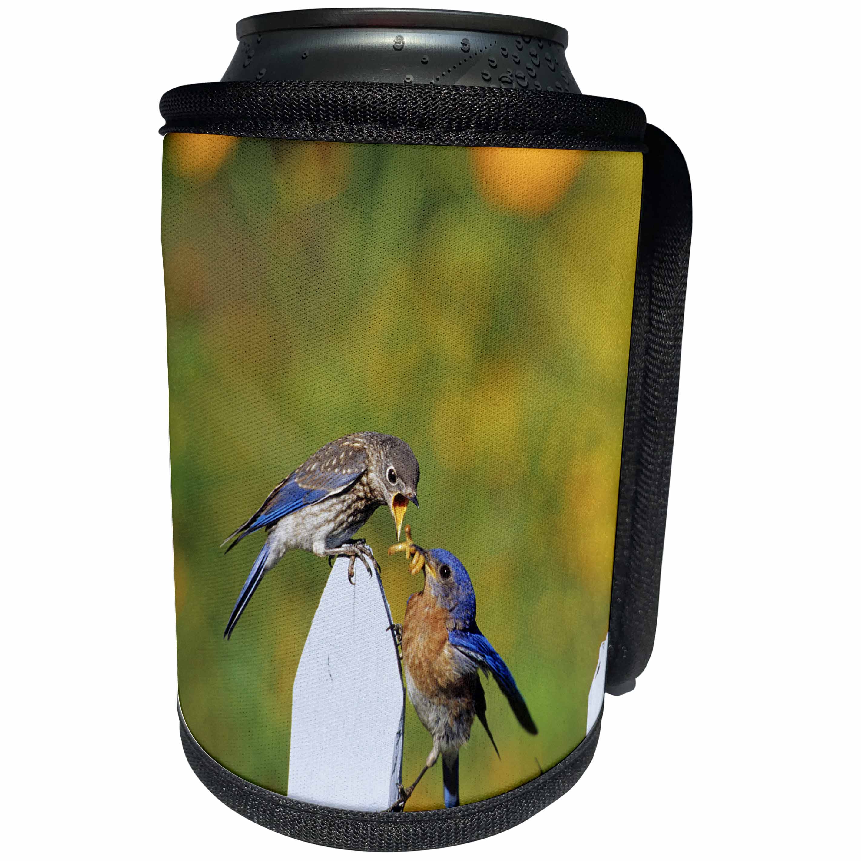 3dRose Danita Delimont - Bluebird - Eastern Bluebird male feeding fledgling on picket fence near flowers - Can Cooler Bottle Wrap (cc_250868)