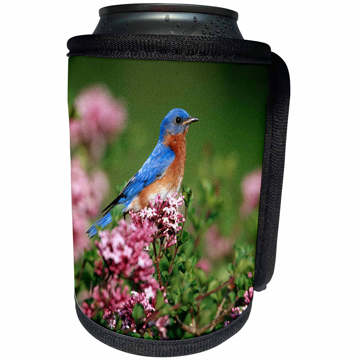 3dRose Danita Delimont - Bluebird - Eastern Bluebird male in Dwarf Korean Lilac, Marion, IL - Can Cooler Bottle Wrap (cc_250869)
