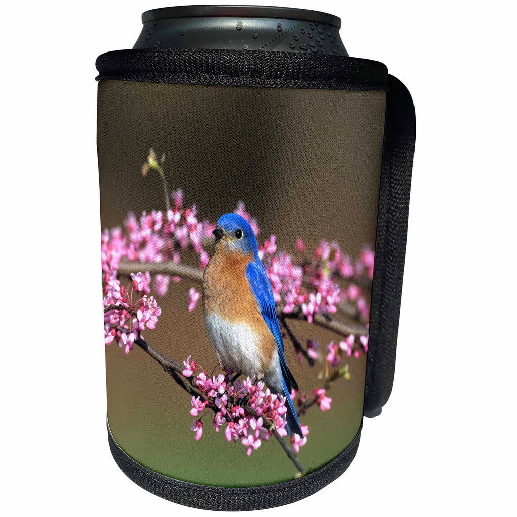 3dRose Danita Delimont - Bluebird - Eastern Bluebird male in Redbud tree in spring, Marion, IL - Can Cooler Bottle Wrap (cc_250870)